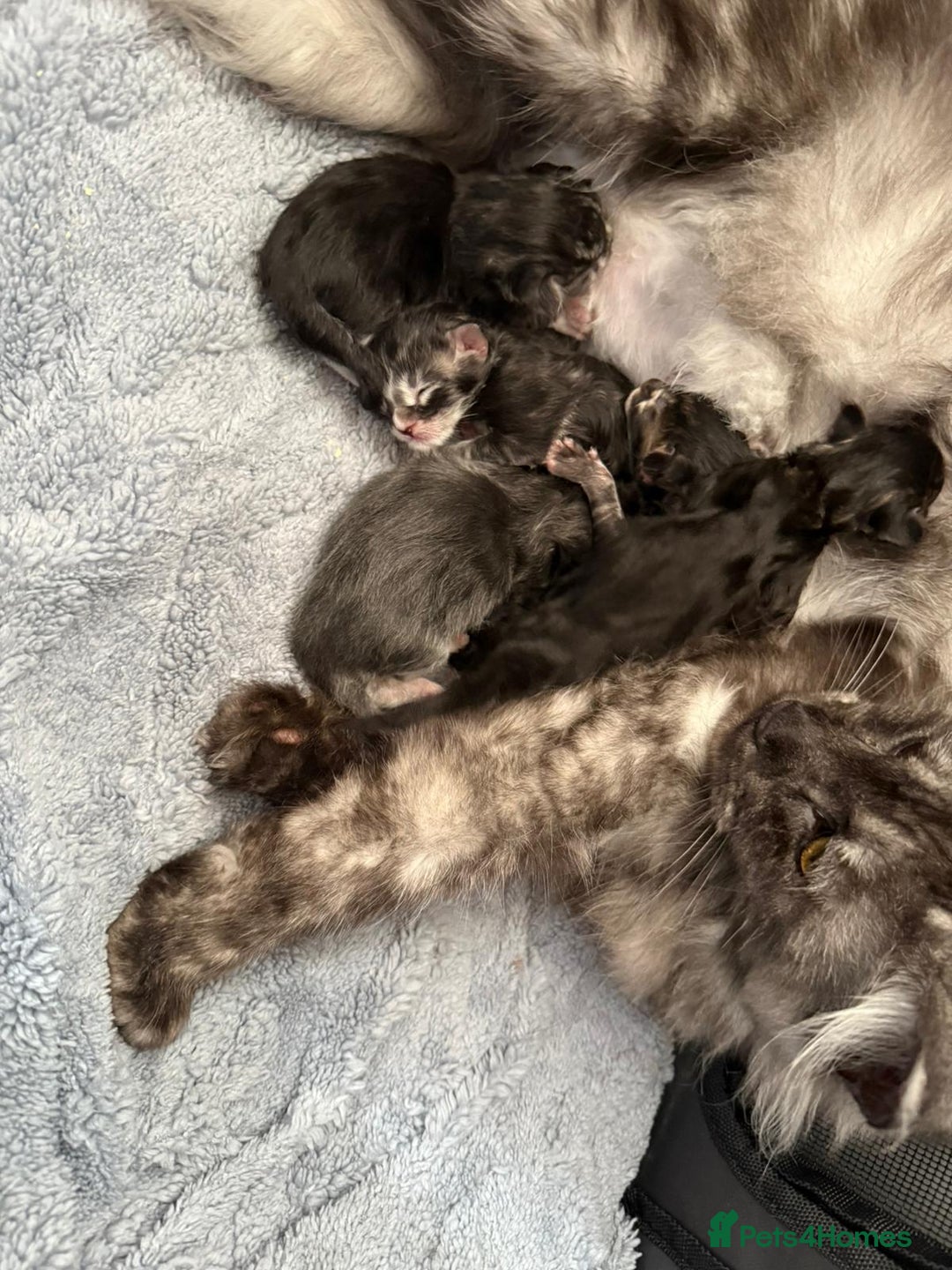 Maine Coon cats for sale: 2 Beautiful pedigree TICA reg Maine Coon kittens - Image 10