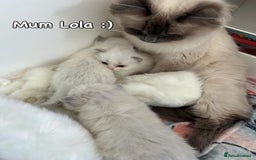 Ragdoll cats for sale: Pure Ragdoll Kitten - Image 8