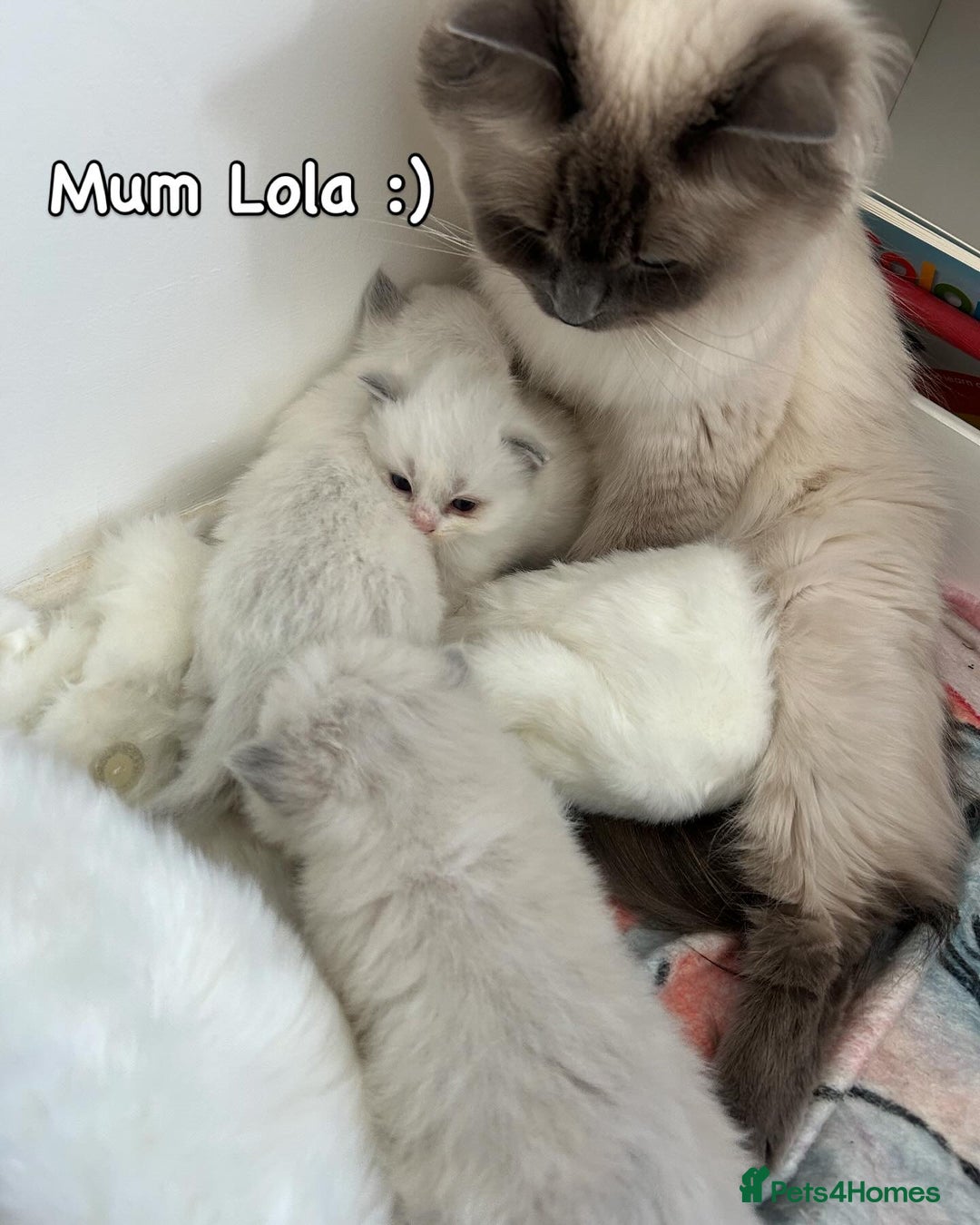 Ragdoll cats for sale: Pure Ragdoll Kitten - Image 8