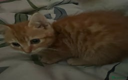 Mixed Breed cats for sale: 2 beautiful girl kittens looking for forever homes - Image 4