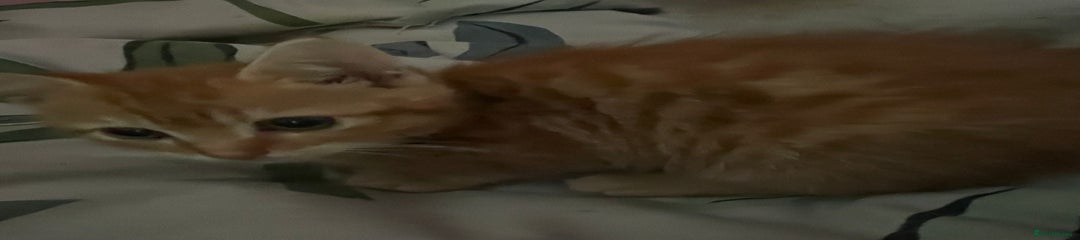 Mixed Breed Kitten 1