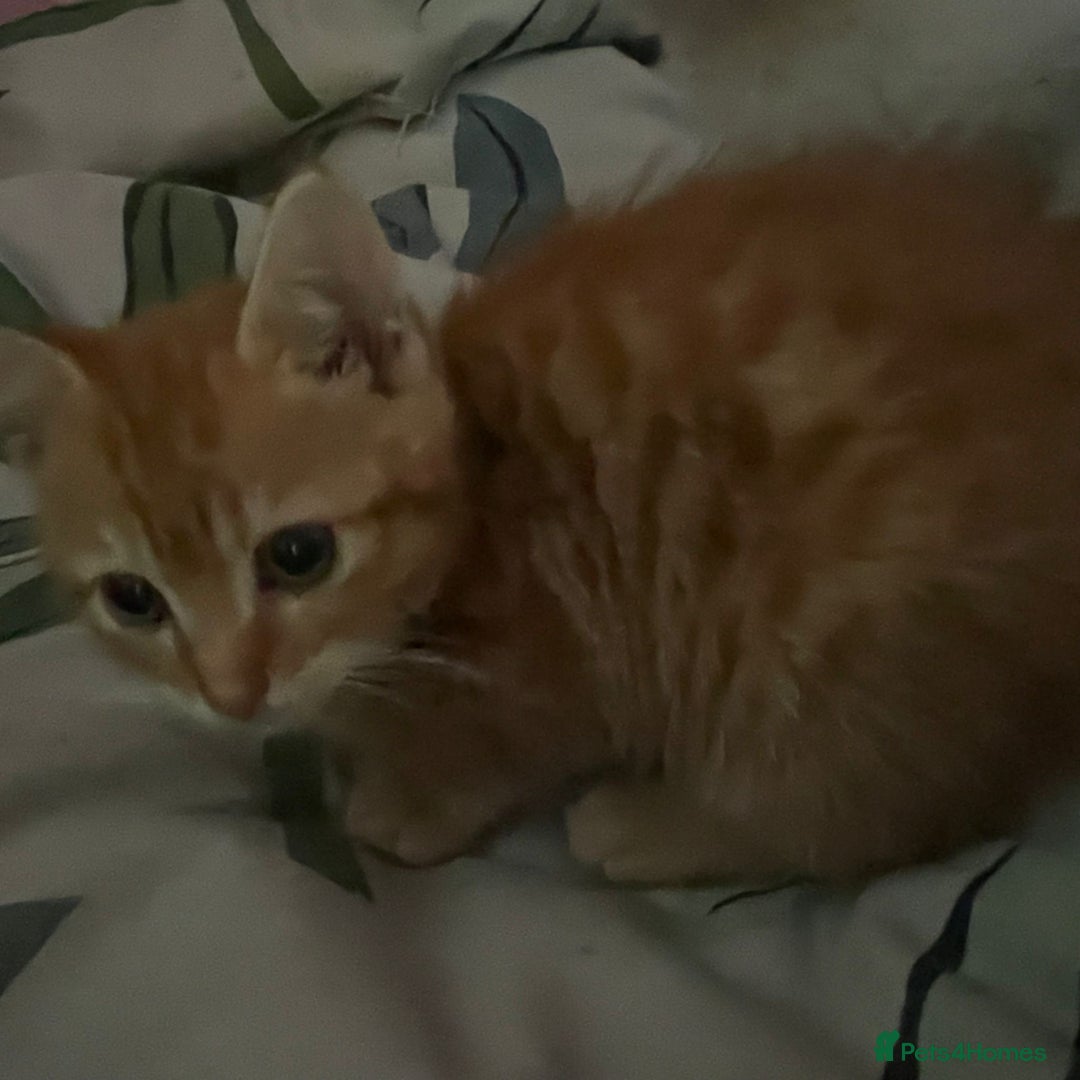 Mixed Breed cats for sale: 2 beautiful girl kittens looking for forever homes - Image 4