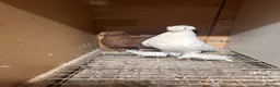 Pigeons birds for sale: Fancy pigeon  - Advert 6