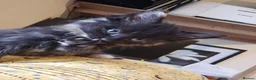 Mixed Breed cats for sale: KITTENS READY NOW - Advert 8