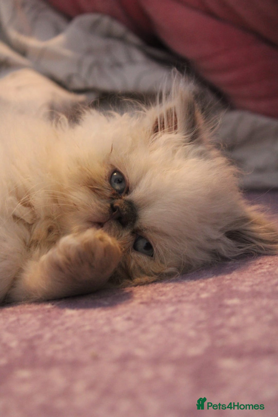 Persian cats for sale: Beautiful Female Kittens Ready for Loving Homes - Advert 1
