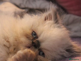 Persian cats Beautiful Female Kittens Ready for Loving Homes - Advert 1