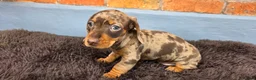Miniature Dachshund dogs for sale: 2 Gorgeous Miniature Dachshund puppies- PRA clear - Advert 5
