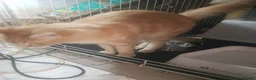 Maine Coon cats for sale: maine coon cross in Tiverton - Advert 10