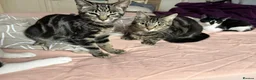 Mixed Breed cats for sale: Beautiful Kittens - Advert 3