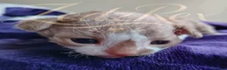 Devon Rex cats for sale: Beautiful Devon Rex Kitten - Advert 2