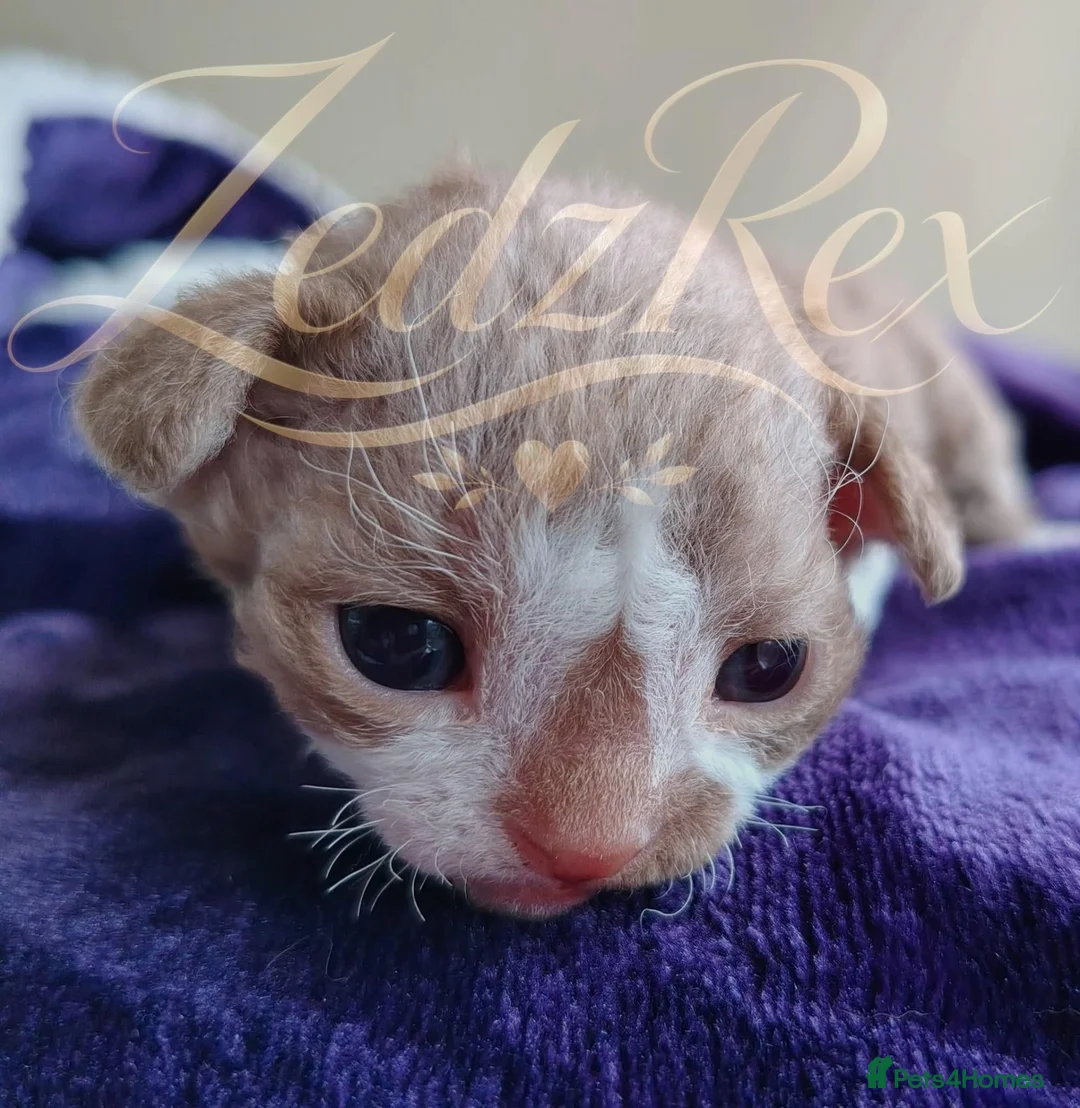 Devon Rex cats for sale: Beautiful Devon Rex Kitten - Advert 2