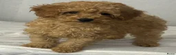 Toy Poodle dogs for sale: Toy poodle puppy  - Advert 5