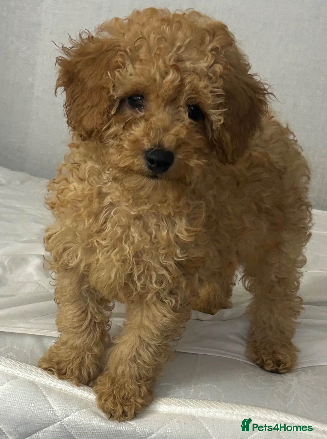 Toy Poodle dogs for sale: Toy poodle puppy  - Advert 4