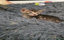 Bengal cats for sale: Bengal x tabby kittens - Image 1