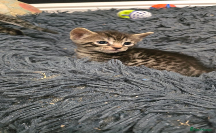 Bengal cats - Advert 5