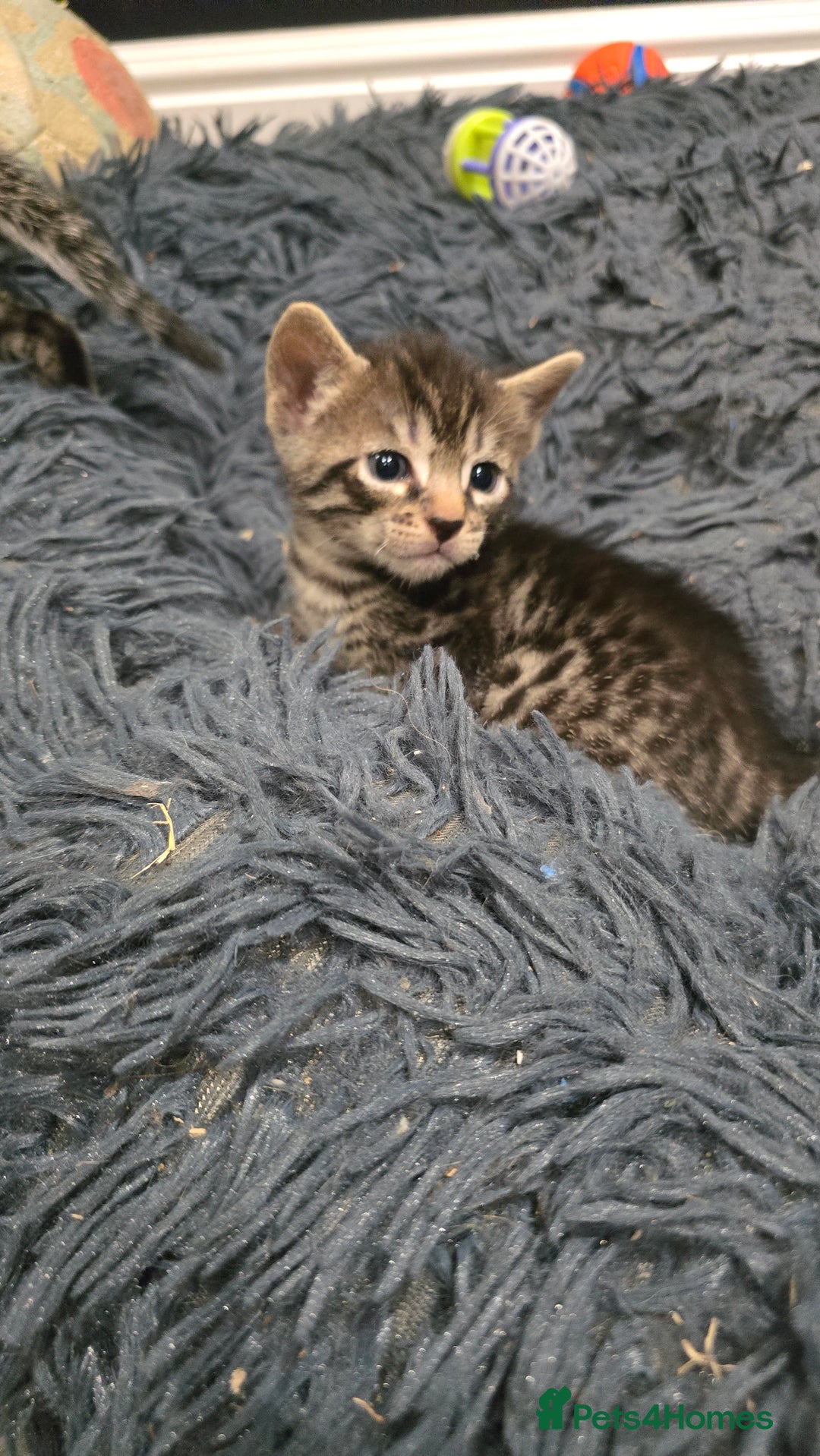 Bengal cats for sale: Bengal x tabby kittens - Image 1