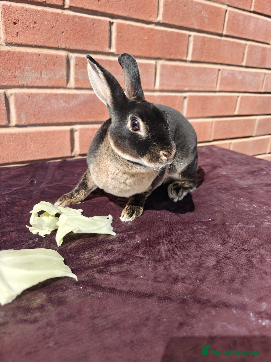 Rex rabbits for sale: Mini Rex Buck - Image 3