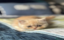 Exotic cats for sale: Gorgeous Golden Exotic Girl - Advert 4