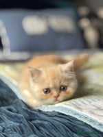 Exotic cats Gorgeous Golden Exotic Girl - Advert 7