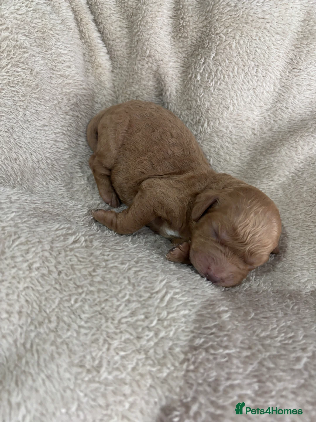 Cockapoo dogs for sale: Cockapoo puppy’s  - Advert 2