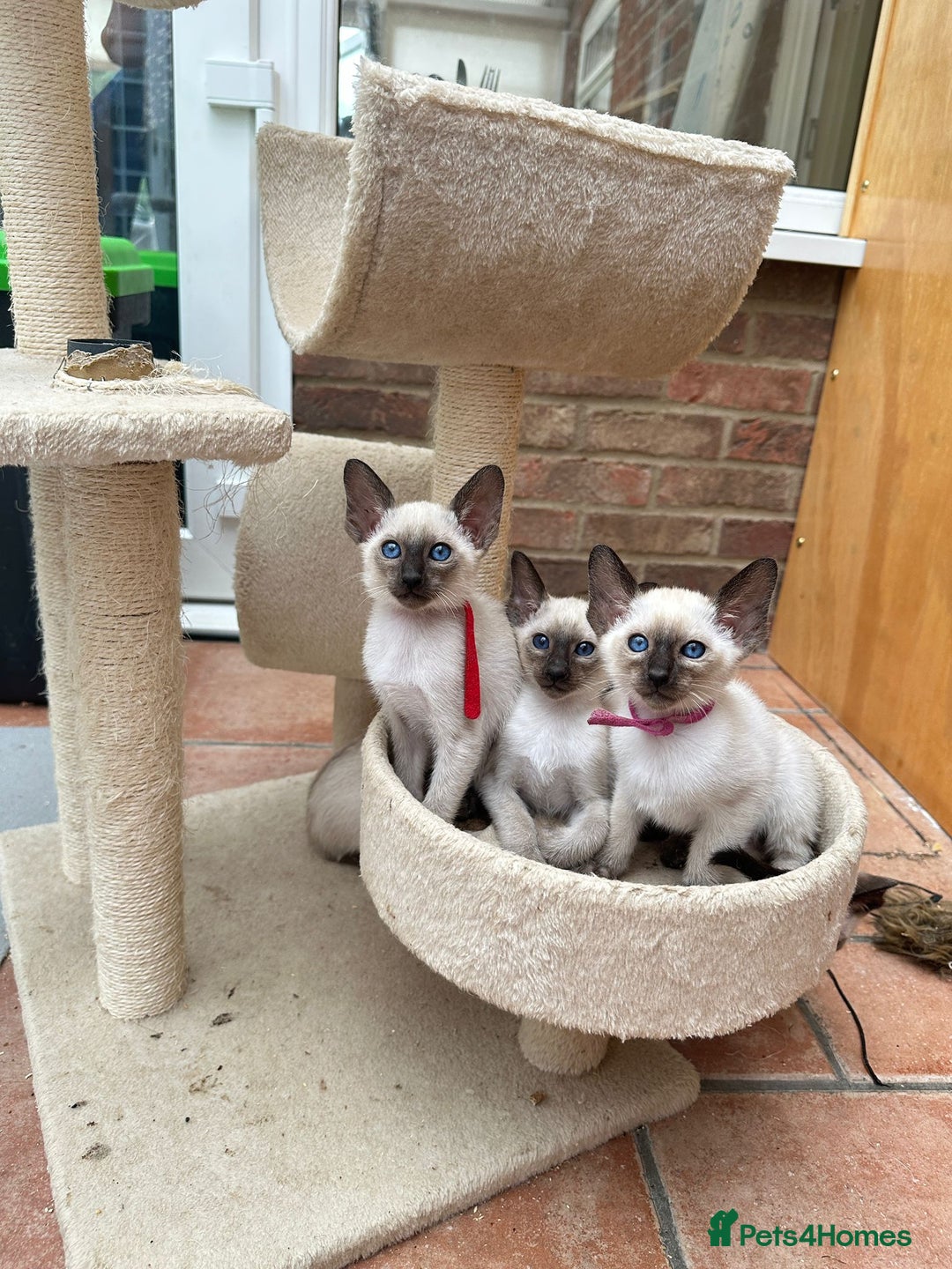 Siamese cats for sale: 5 Classic Seal Points looking for forever homes - Image 11