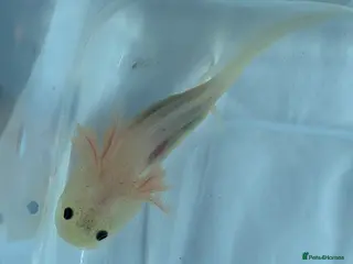 Axolotl reptiles Baby leucistic axolotls for sale. - Advert 19