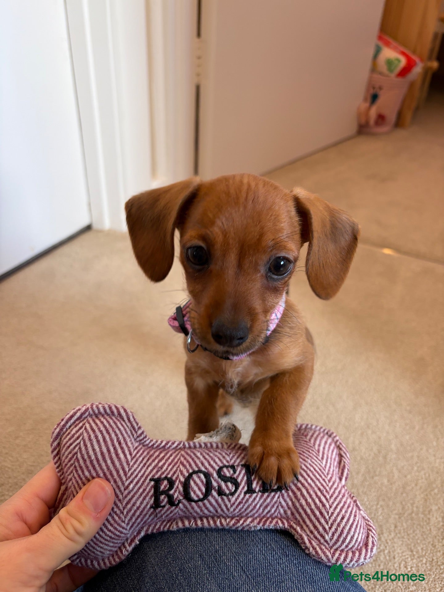 Mixed Breed dogs Rosie - Advert 1