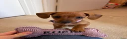 Mixed Breed dogs for sale: Rosie - Advert 1