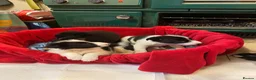 Border Collie dogs for sale: Gorgeous border collie pups - Advert 4