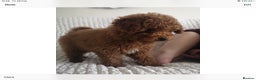 Toy Poodle dogs for stud: High health status red toy poodle. KC.reg in Carlisle - Advert 7