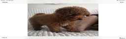 Toy Poodle dogs for stud: High health status red toy poodle. KC.reg in Carlisle - Advert 7