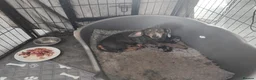 Miniature Dachshund dogs for sale: Kc registered miniature dashchund  - Advert 7