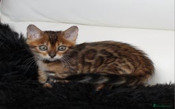 Bengal cats for sale: Beautiful Bengal kittens - Image 13