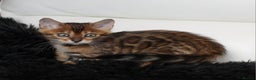 Bengal cats for sale: Beautiful Bengal kittens - Advert 12