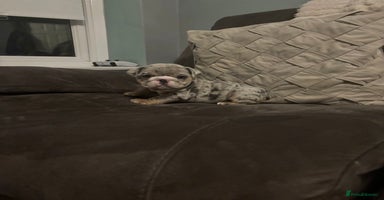 English Bulldog dogs - Advert 10