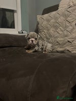 English Bulldog dogs - Advert 10