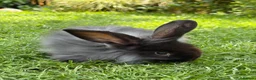 Mixed Breed rabbits for sale: Lop x lion head in London - Advert 2