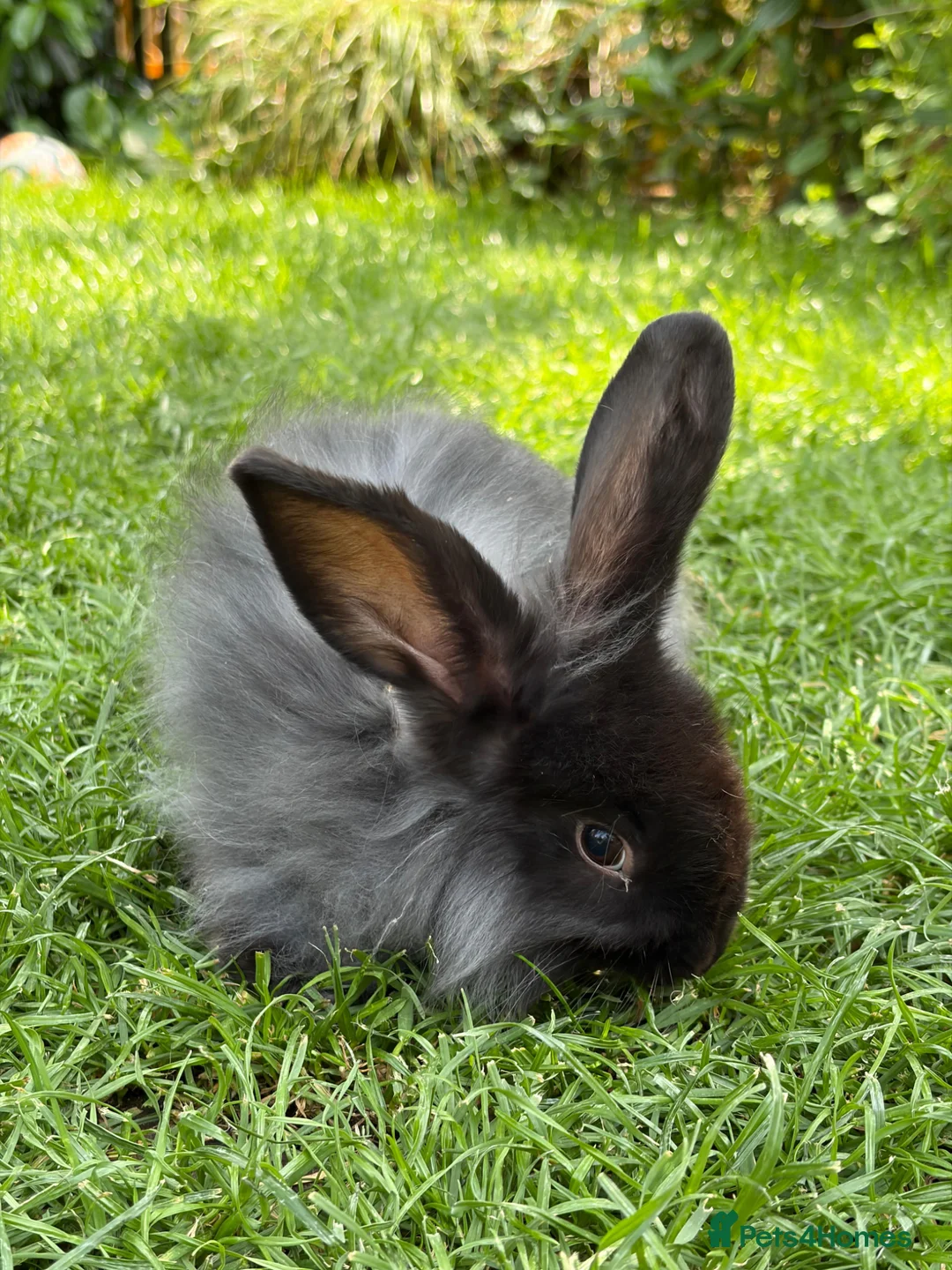 Mixed Breed rabbits for sale: Lop x lion head in London - Advert 2