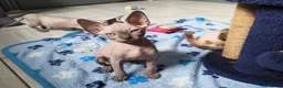 Mixed Breed cats for sale: 🐾READY NOW🐾 SPHYNX X RAGDOLL KITTENS 2 LEFT  - Advert 21