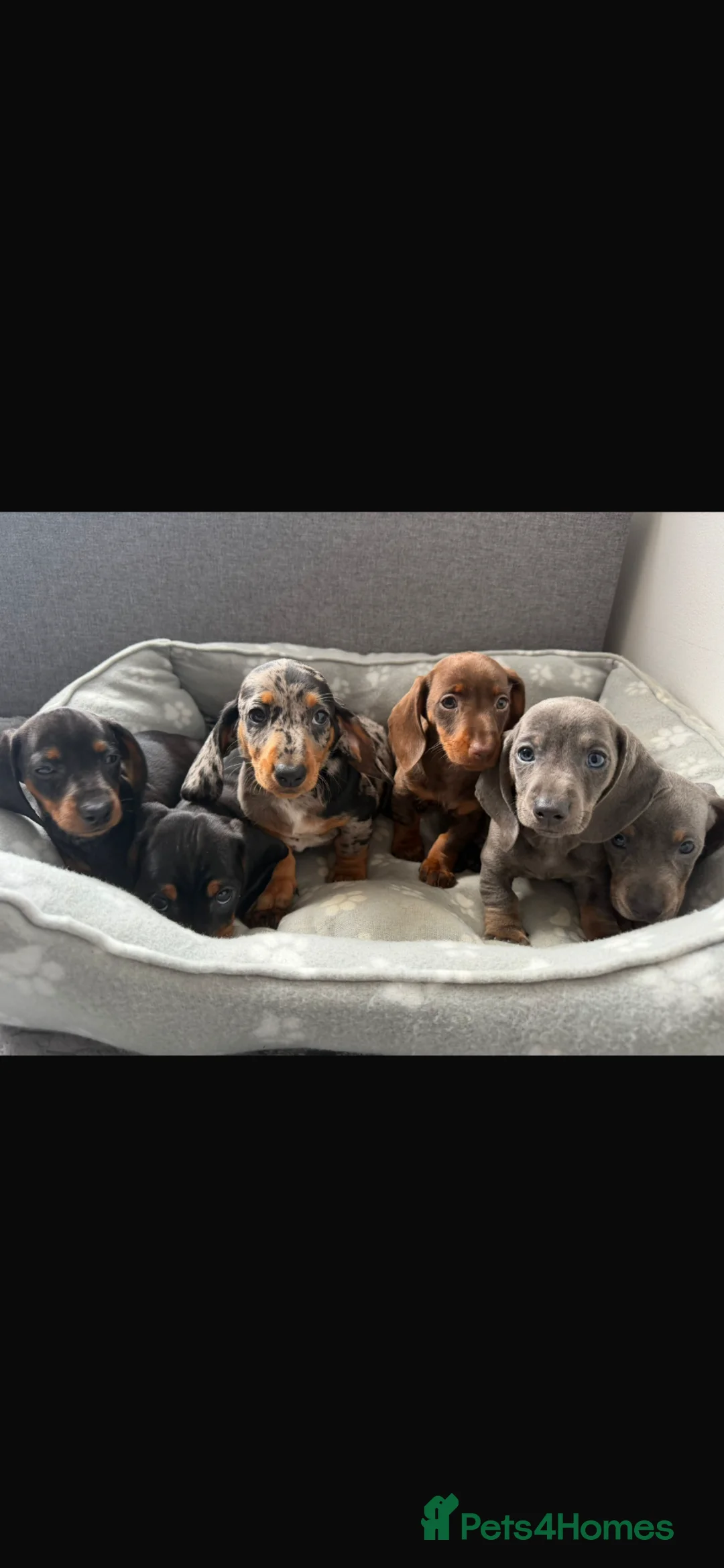 Dachshund dogs for sale: Miniature Dachshund puppies  - Advert 2