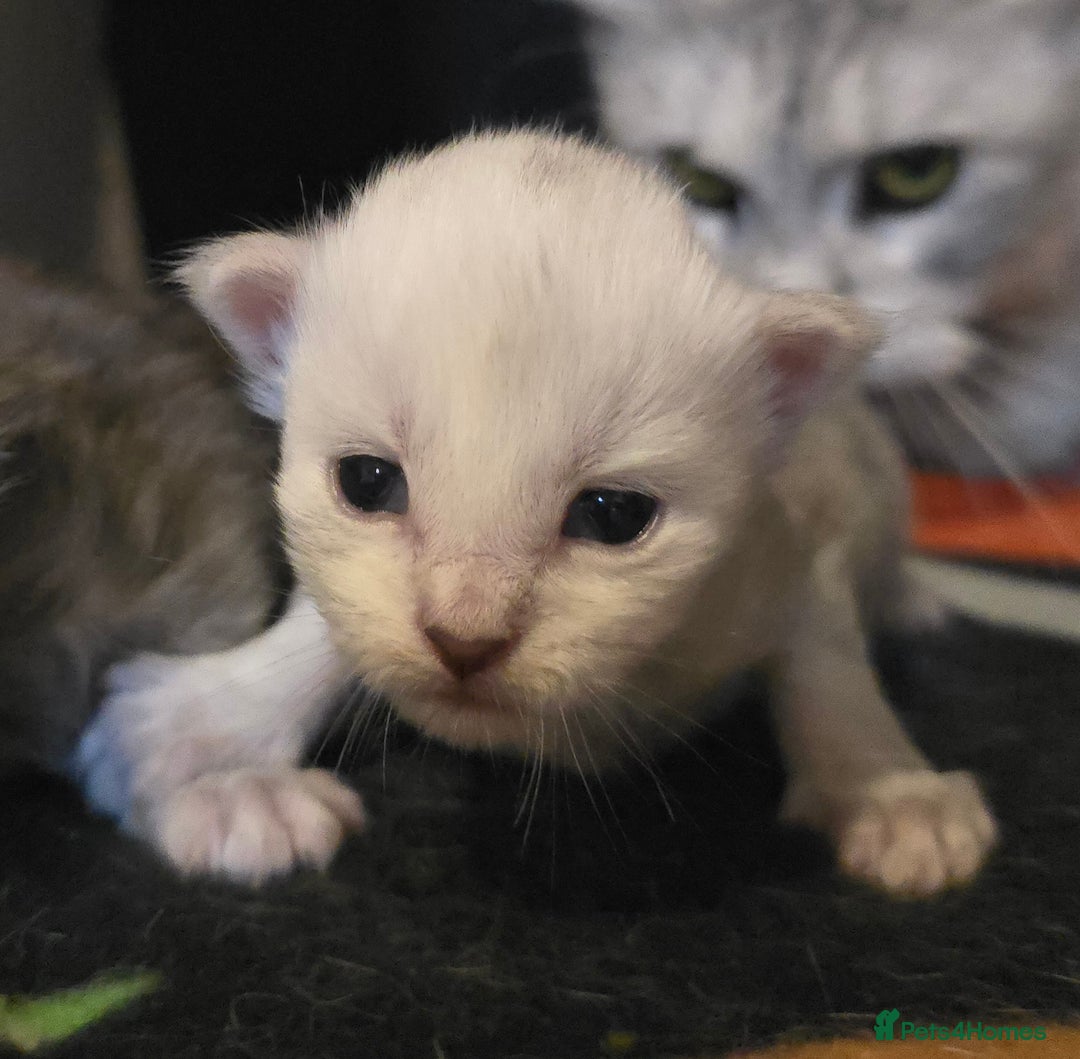Maine Coon cats for sale: Maine Coon Kittens Smokes Large Russian Lines - Image 17