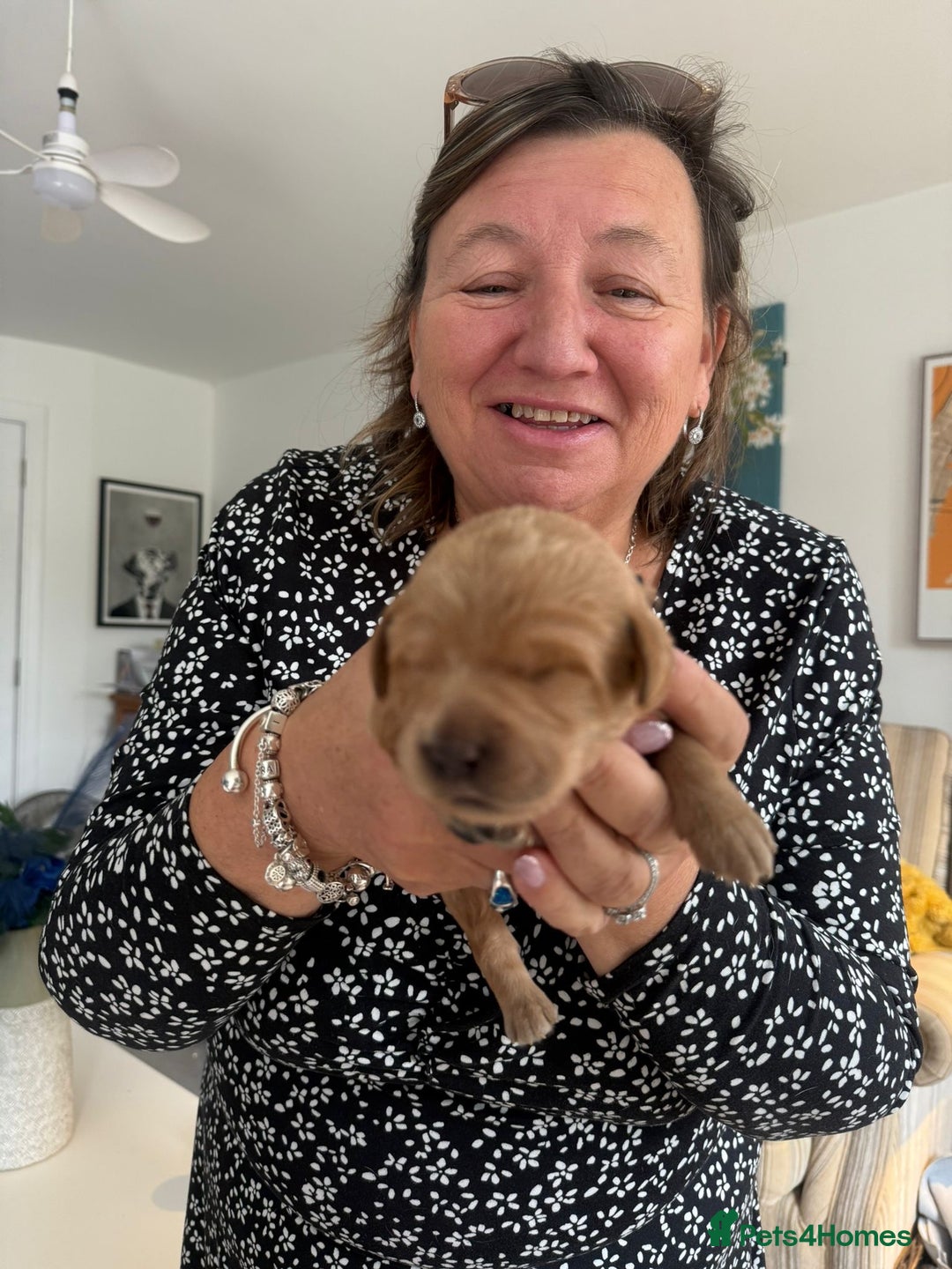 Australian Labradoodle dogs for sale: Australian Labradoodle Puppies F1b - Image 7