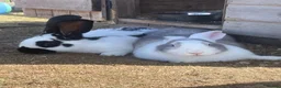 Mixed Breed rabbits for sale: Continental Giant X Giant Papillon Babies  - Advert 7