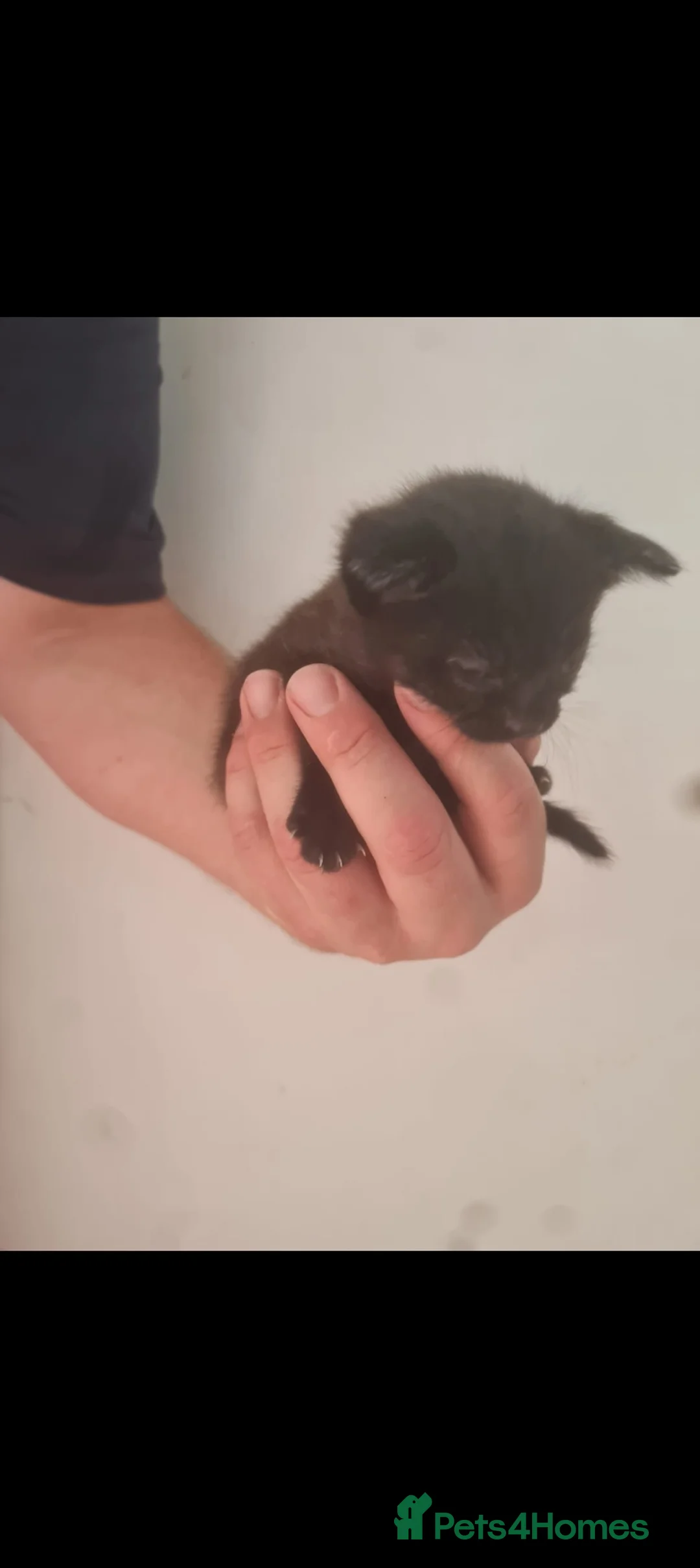 Mixed Breed cats for sale: Beautiful 2 kittens  - Advert 1