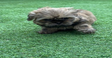 Shih Tzu dogs - Advert 15