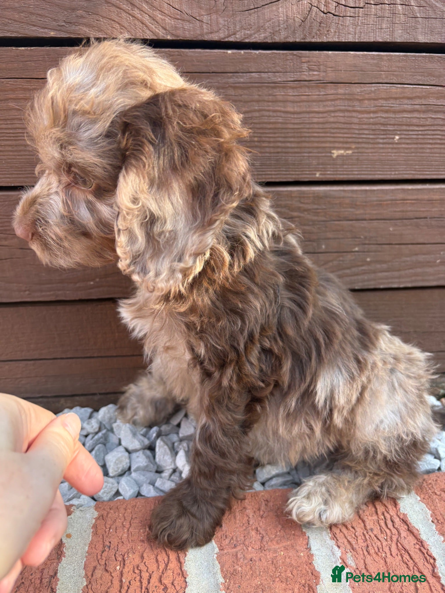 Cockapoo dogs  F1 Cockapoo Puppies 🧡READY NOW❤️ - Advert 2