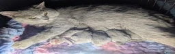 British Shorthair cats for sale: 5 Stunning Lilac Shorthair Kittens For Sale - Advert 15