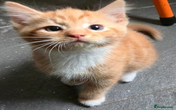 Mixed Breed cats for sale: Kittens for sale - Image 1