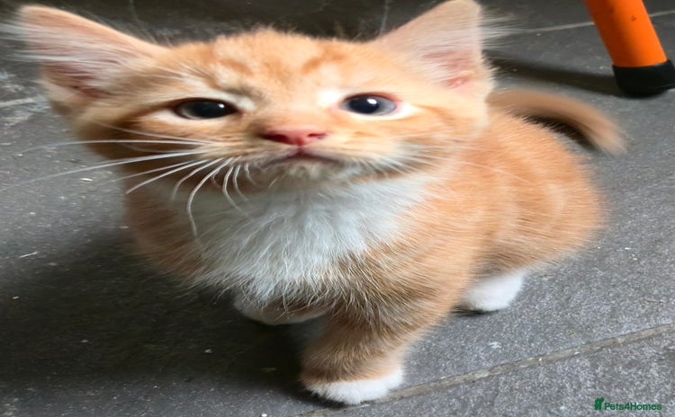 Mixed Breed cats - Advert 7