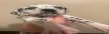 Dalmatian Puppy 4